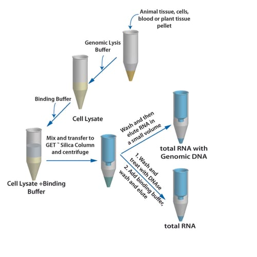 From RNA to Protein: Unlocking the Secrets of Gene Expression