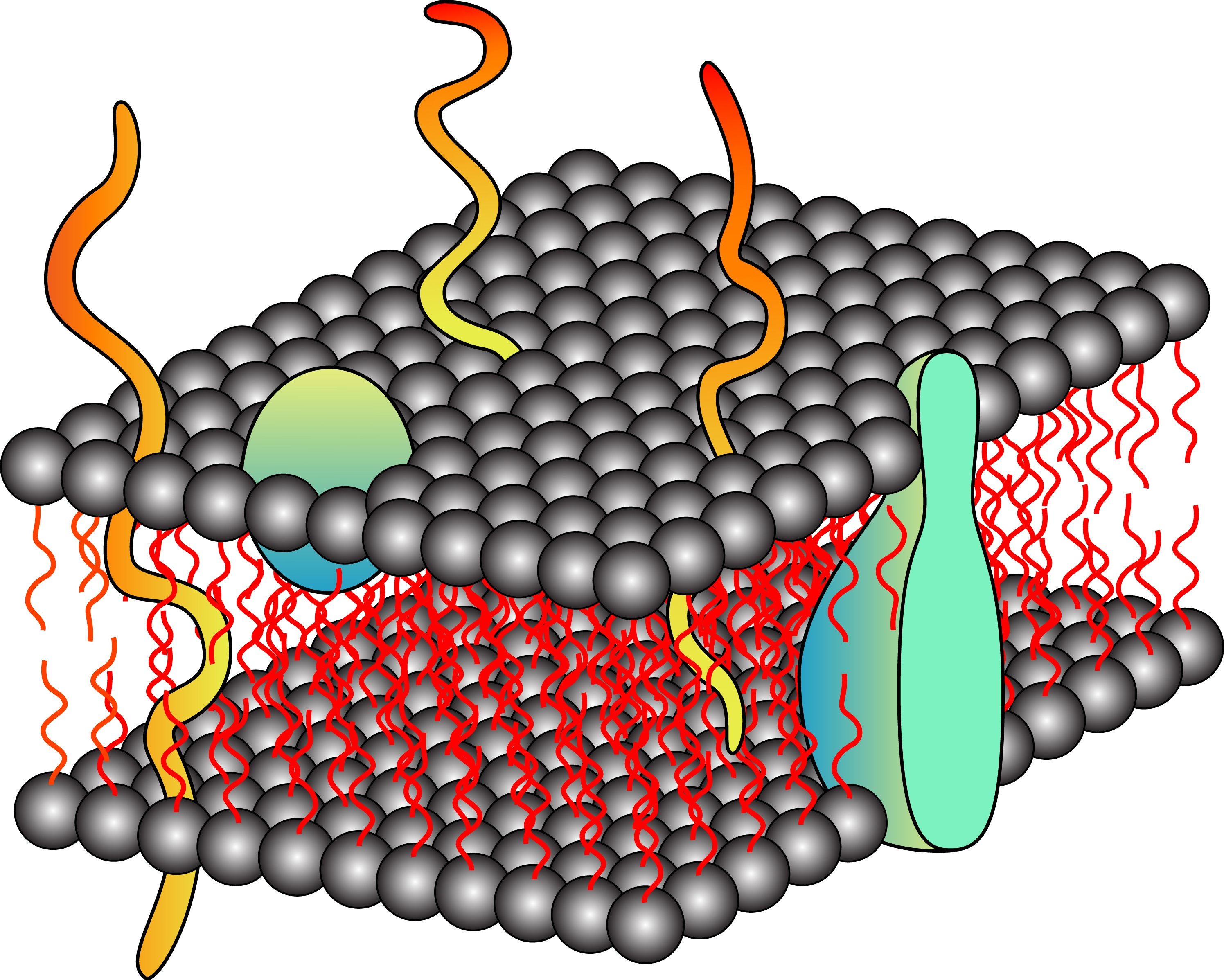 Membrane Protein Extraction The Basics